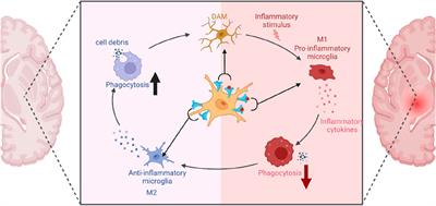 Unlocking the therapeutic potential of P2X7 receptor: a comprehensive review of its role in neurodegenerative disorders